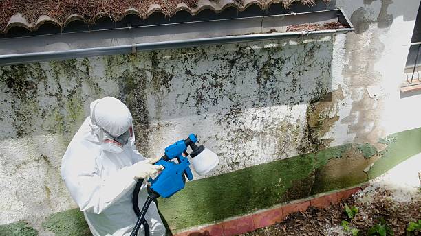 Top rated local Attic Mold Remediation specialists in Springfield, PA